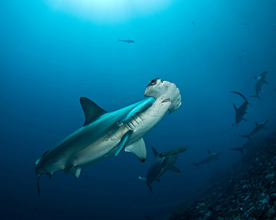 Le requin-marteau