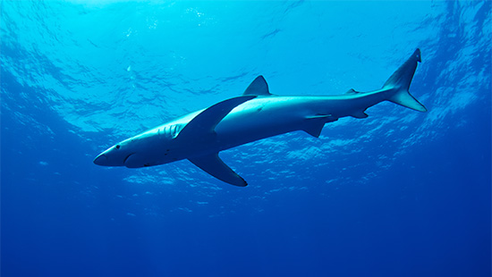 Le requin bleu