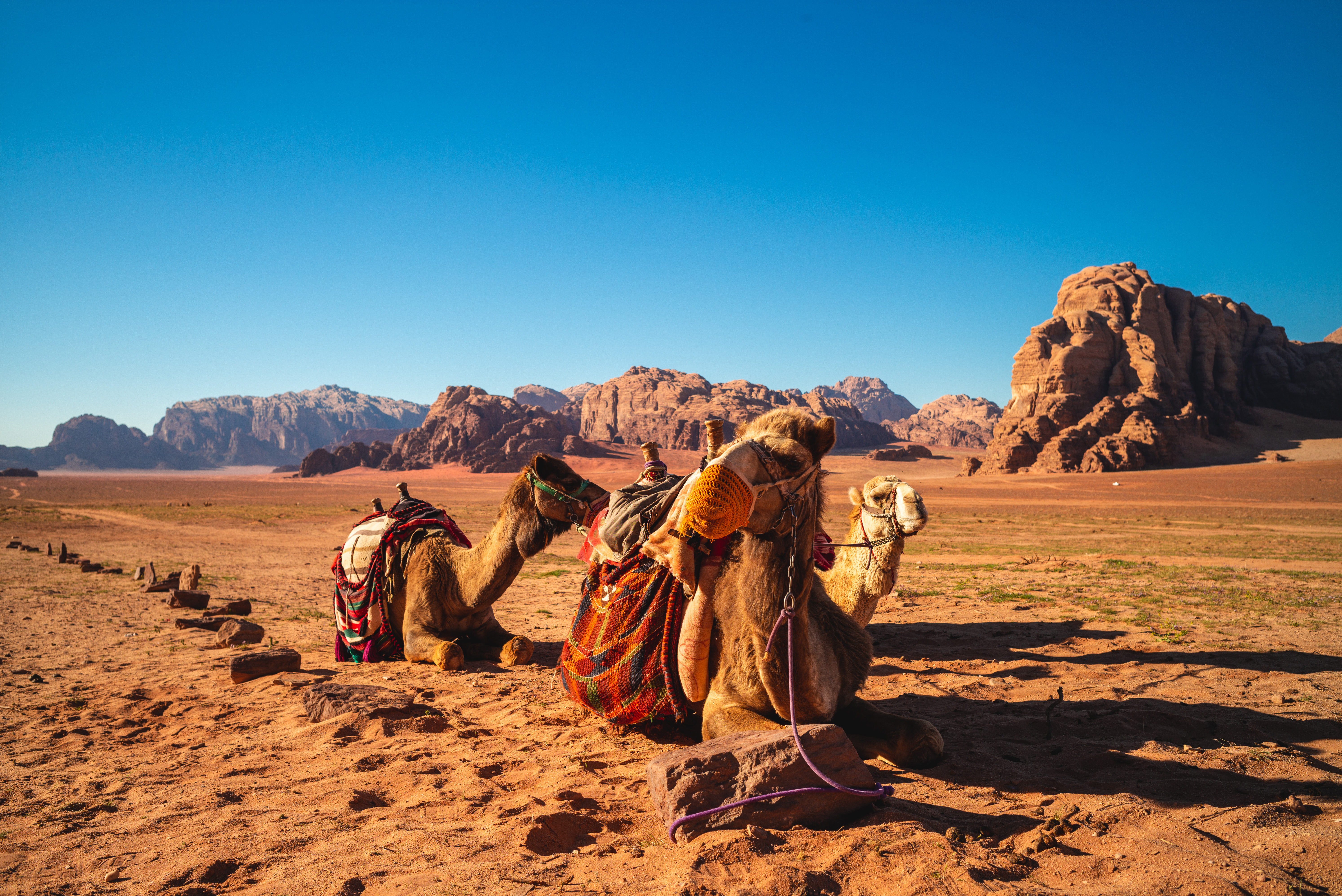 chameaux jordanie