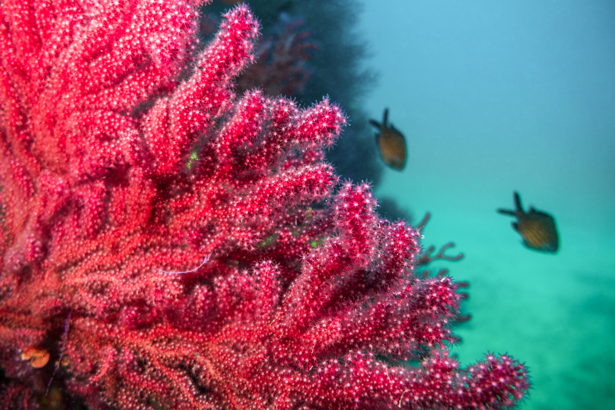 Corail-rouge-Mediterranee