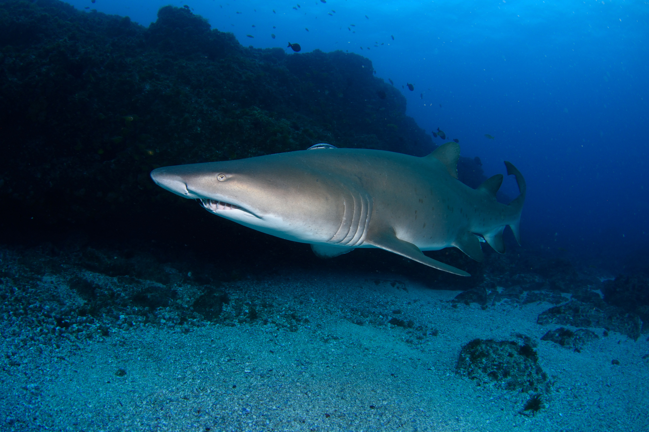 Plonger-avec-requins-Cap-Vert