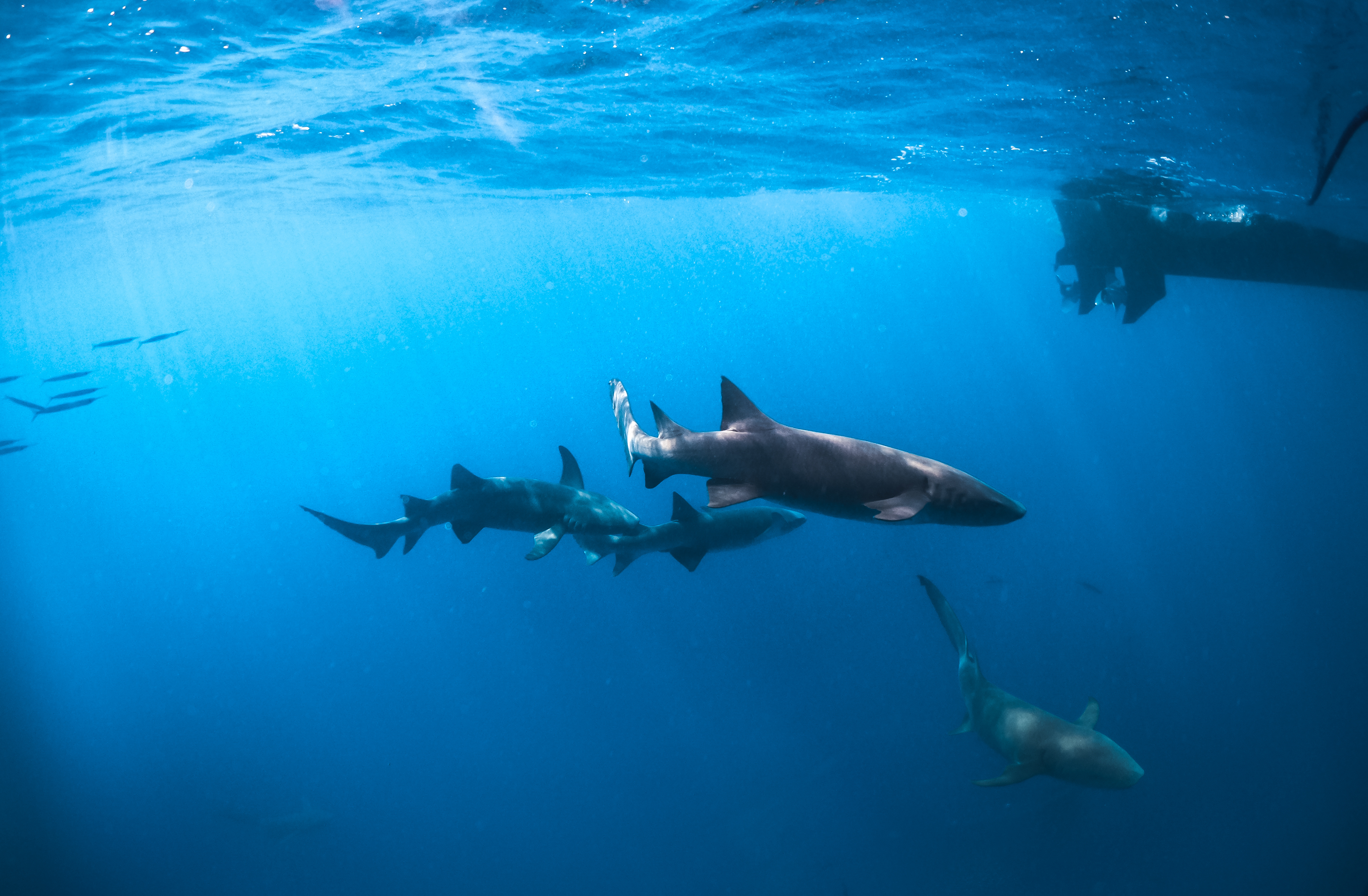 Plonger-requin-nourrice-Cap-Vert