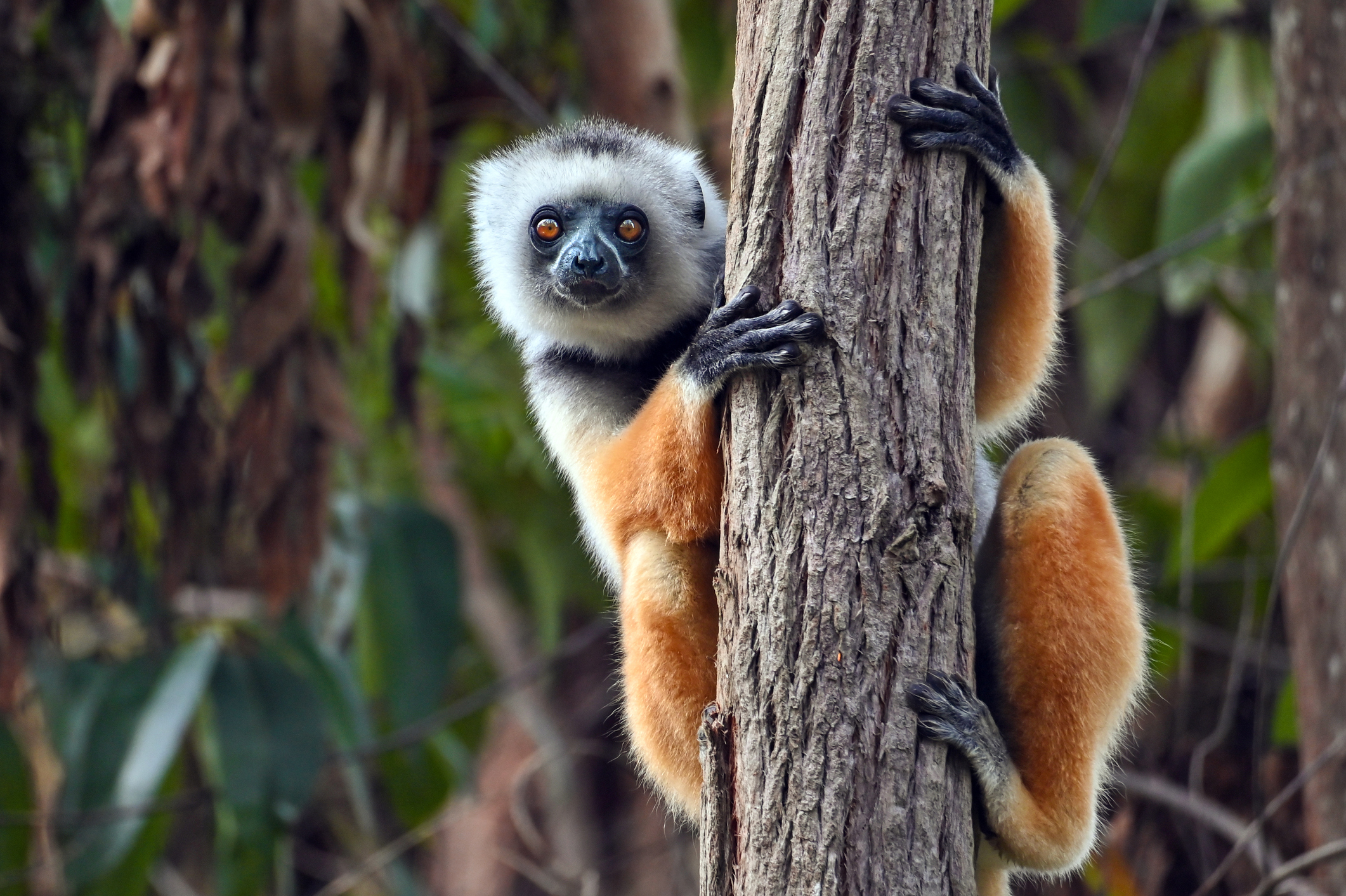 Lemurien-Madagascar