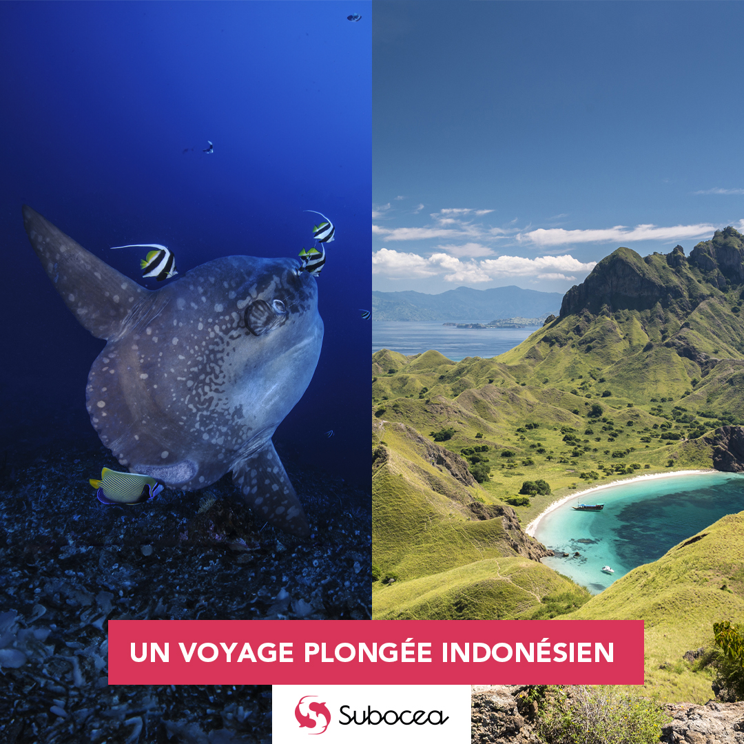 Voyage plongee en Indonesie