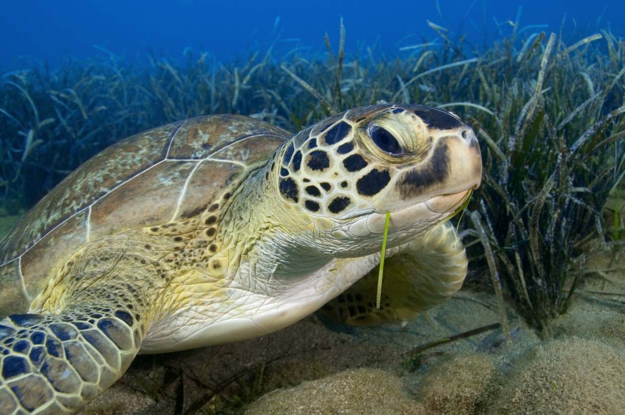 Plonger-avec-tortues-Mediterranee