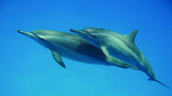 Le dauphin à long bec