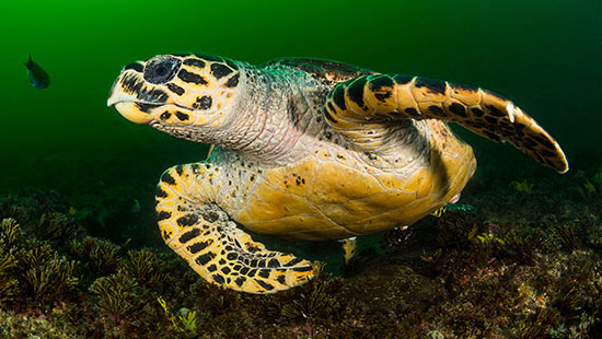 La tortue marine