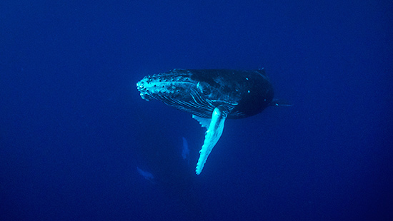 La baleine à bosse