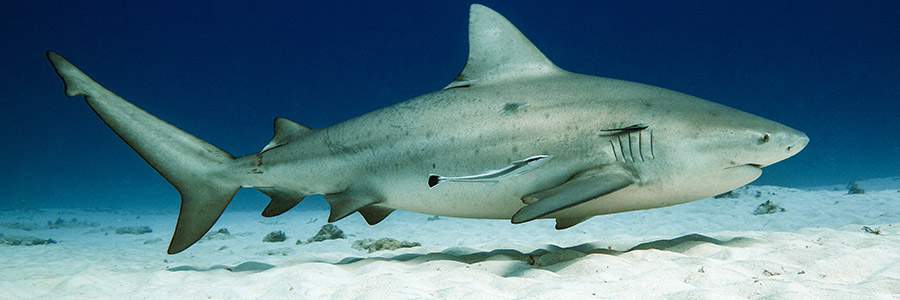 Requin bouledogue au Mexique