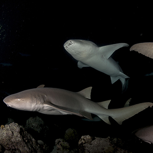 Plongée de nuit avec les requins nourrice | Maldives