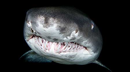 Requin blanc - Observer, voir plonger avec les grands requins blancs -  Voyages plongée Ultramarina