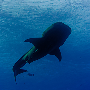 requin baleine en Egypte