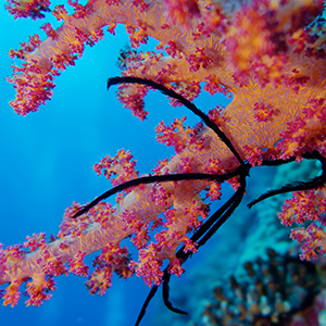 Corail en mer Rouge - Croisière plongée avec Subocea