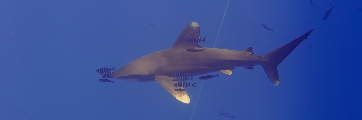 requin longimanus