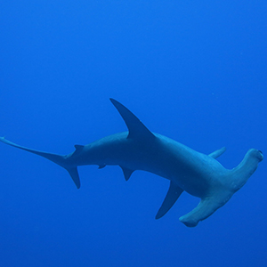 requin marteau en Egypte - Croisière Brothers