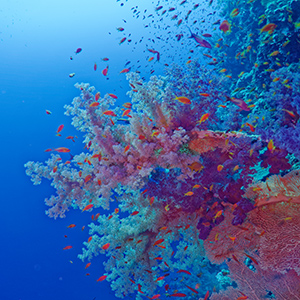 Récifs coralliens en mer Rouge
