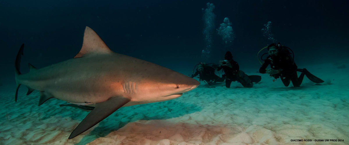 Un requin bouledogue observé par des plongeurs