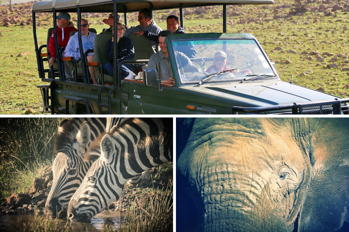 Safari en Afrique du Sud, rencontre avec girafe, éléphant