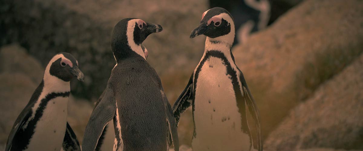 Pingouins en Afrique du Sud