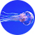 photo d'une méduse