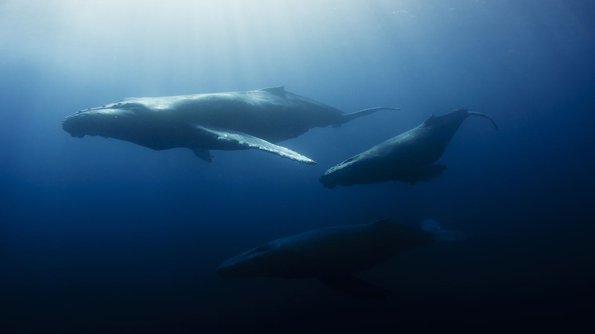 Baleine en mer de Cortez