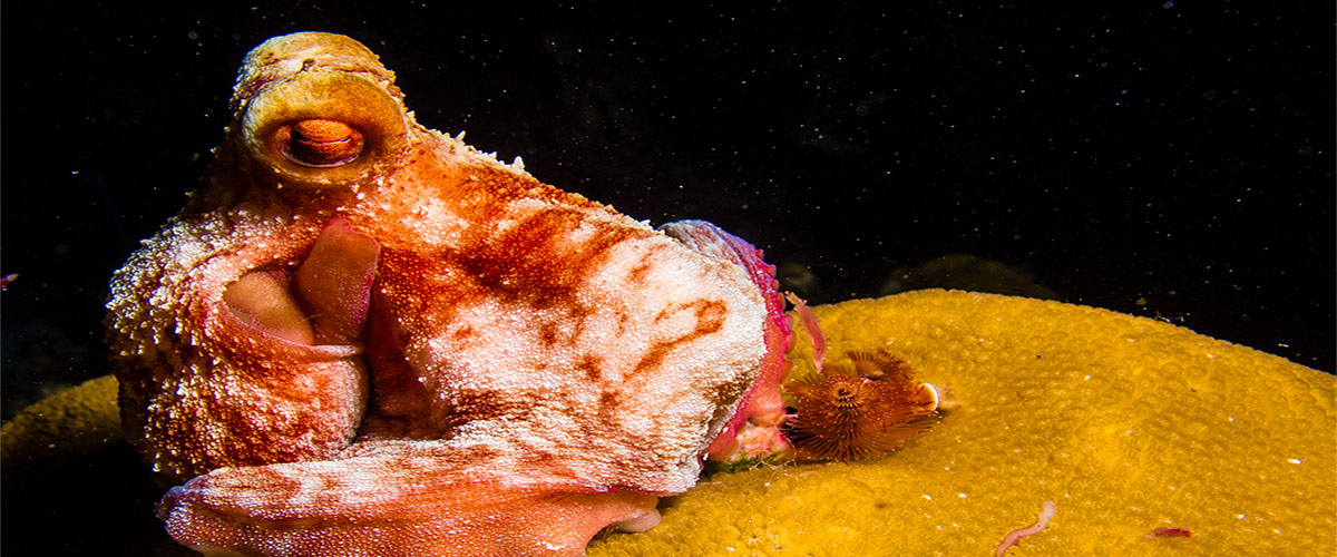 Photo sous-marine de nuit d'une pieuvre qui dort