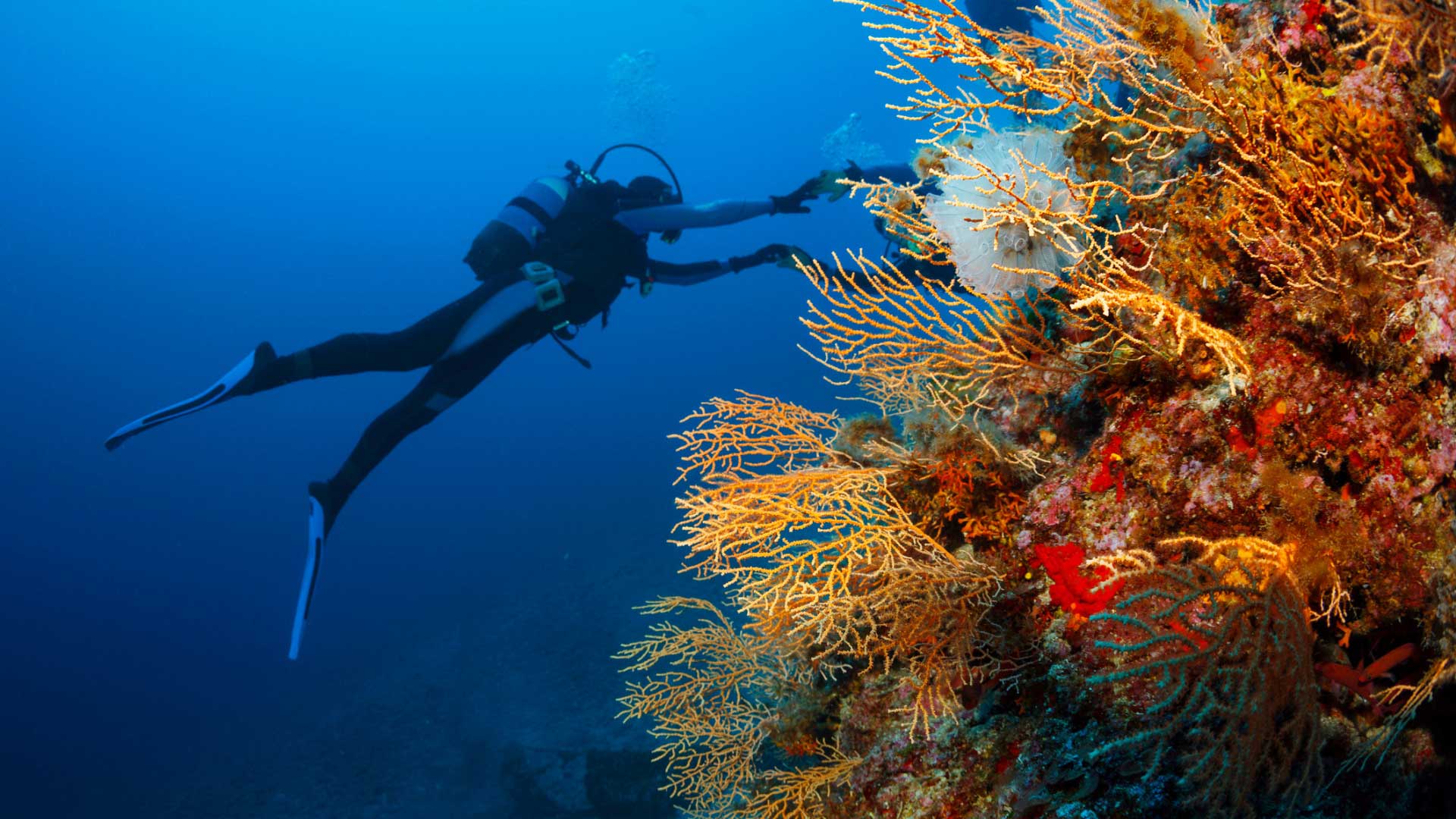 Plongée sous marine : les meilleurs spots où plonger - Elle