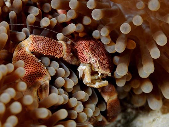 Crabe porcelaine dans les fonds marins de Zanzibar
