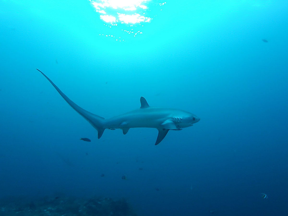 Renard requin à observer aux Philippines