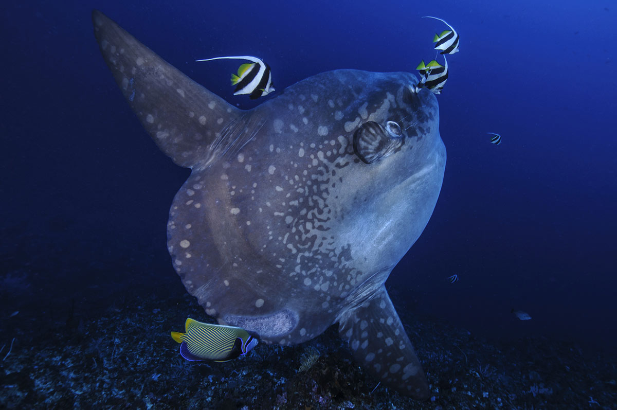 Plongée avec le Mola Mola, poisson lune