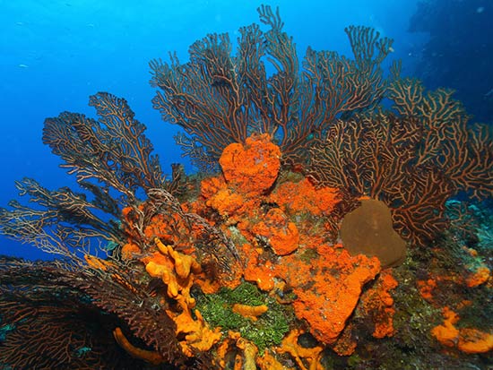 Corail dans les fonds marins de Cozumel