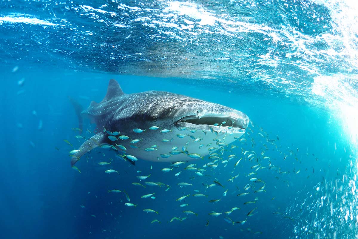 Plonger Requin-Baleine Madagascar
