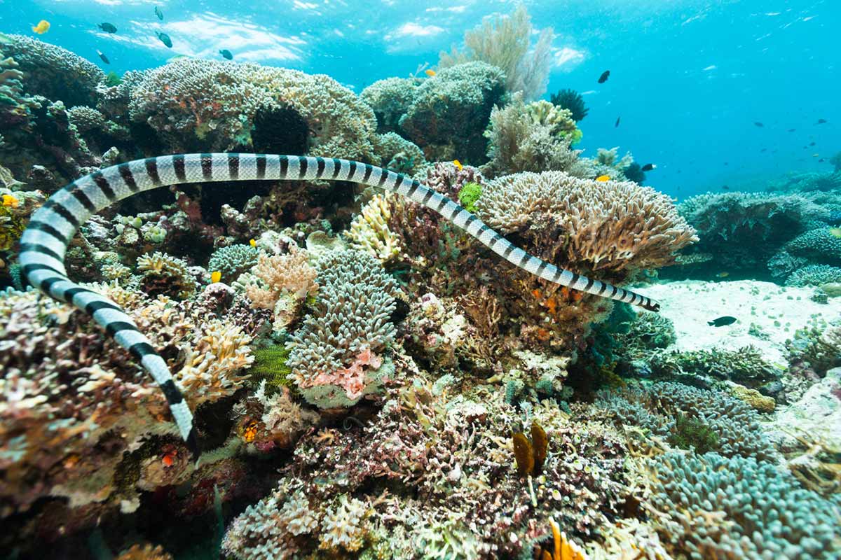 Serpent des mers ou tricot rayé aux Philippines