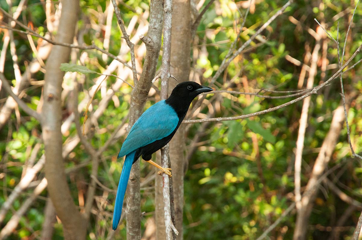 Oiseau dans la forêt de Cozumel