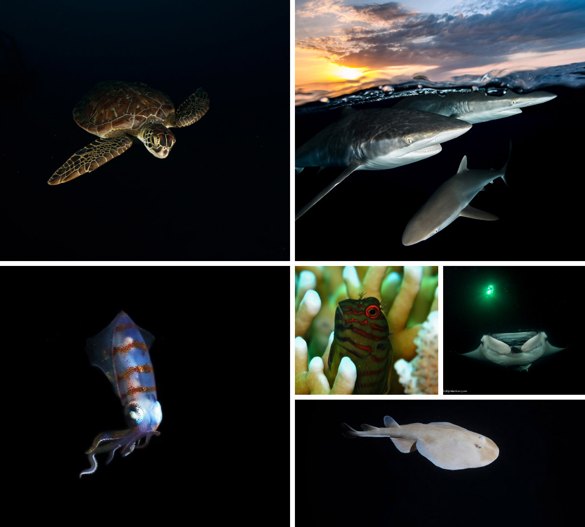Patchwork photos sous-marines de nuit : tortue marine, trois requins à la surface de l'eau, poulpe éclairé, requin, raie manta, poisson dans un récif corallien