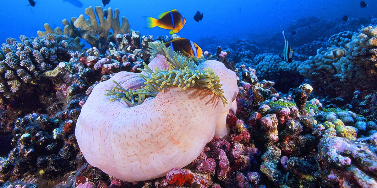 Plongée sous-marine en Polynésie avec coraux et poissons clowns