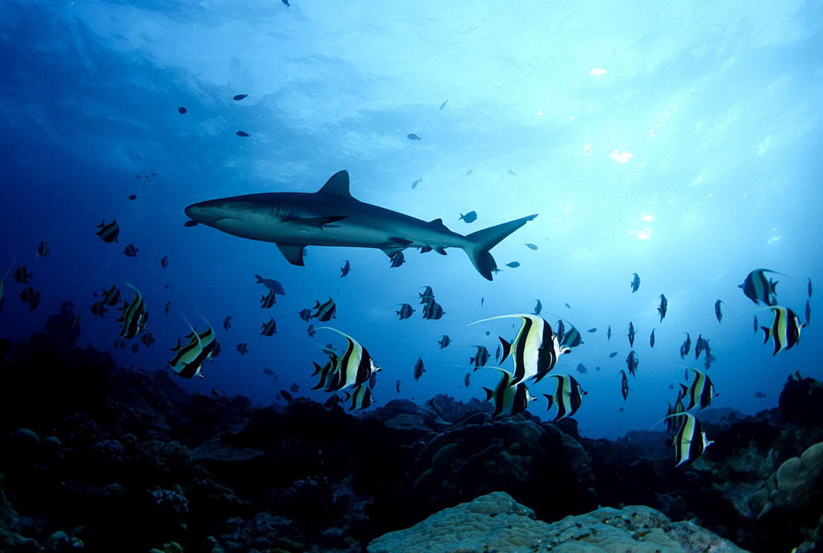 requins_plongee_polynesie