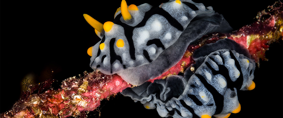 Photo sous-marine de nuit d'une nudibranche sur un corail