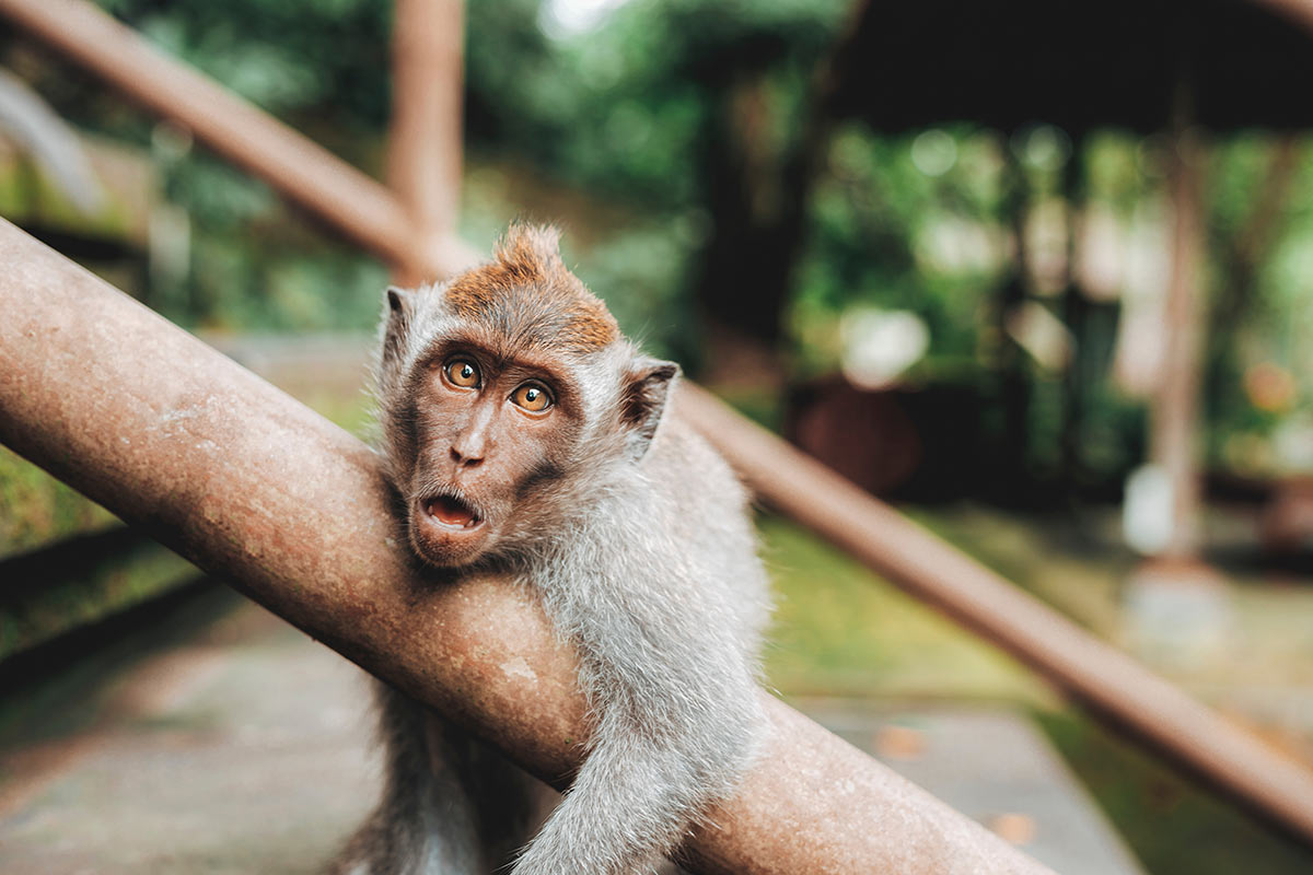 Visiter Ubud et Monkey Forest
