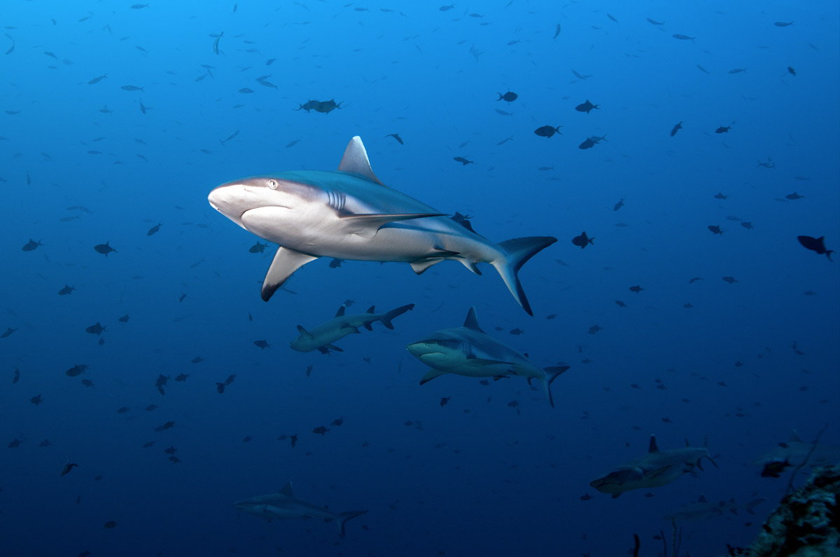 Requin gris de récif en Egypte