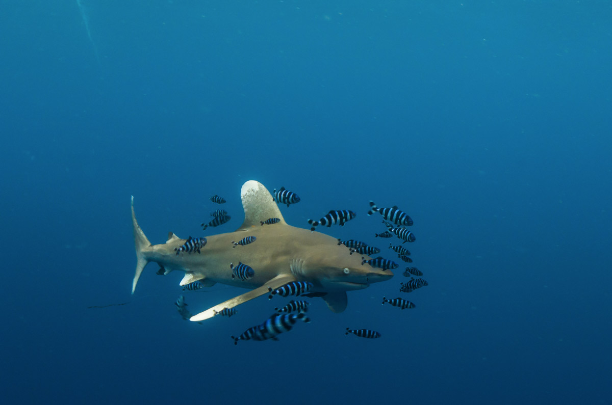 Requin longimanus en Egypte