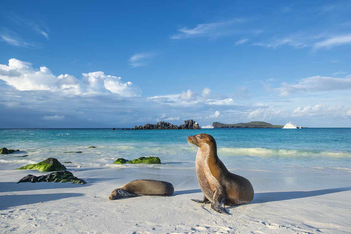 Les_lions_de_mer_des_Galapagos