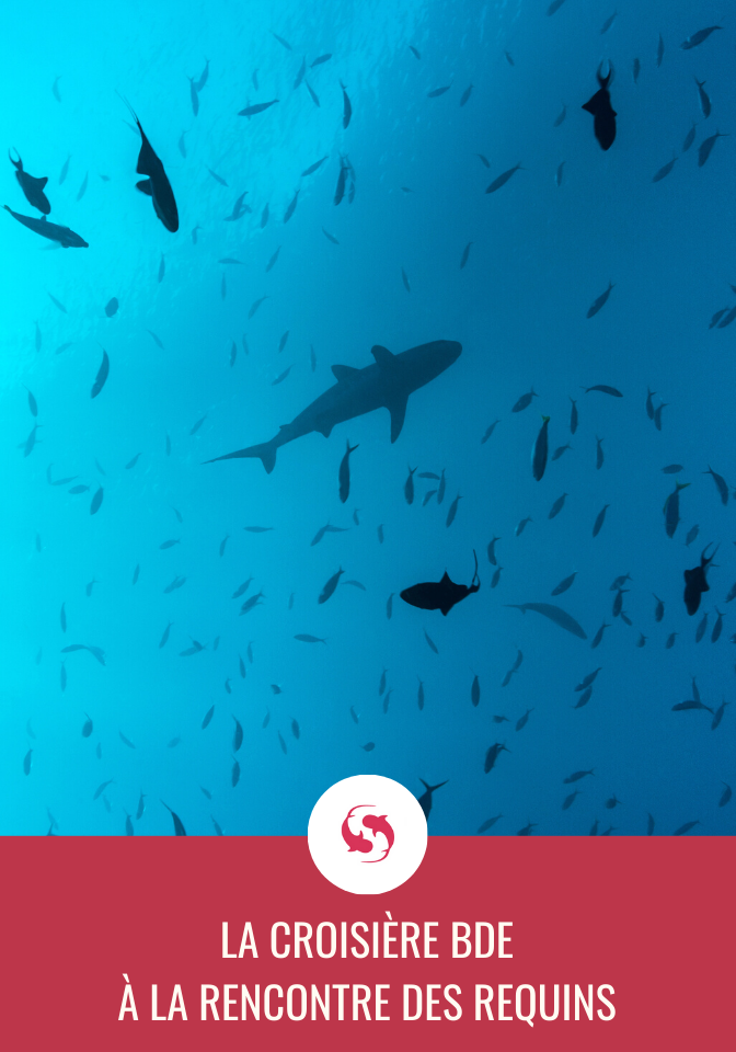 Requins à voir sur une croisière BDE en Egypte