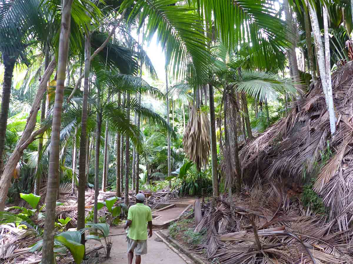 Forêt de Coco Fesse aux Seychelles
