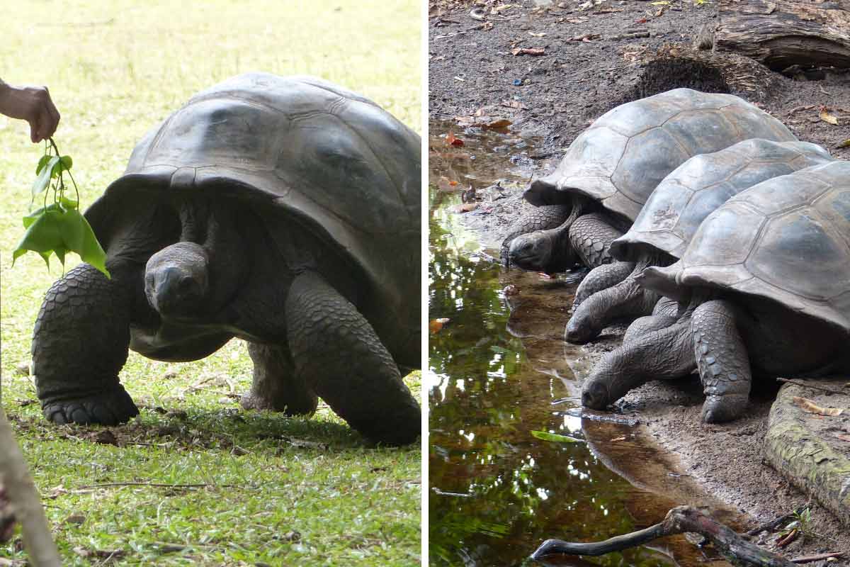tortues de terre des Seychelles - Île Curieuse
