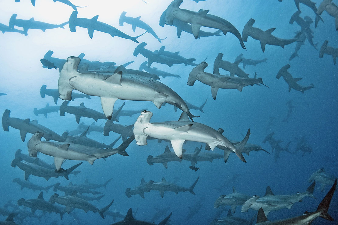 Requins marteaux en Afrique du Sud