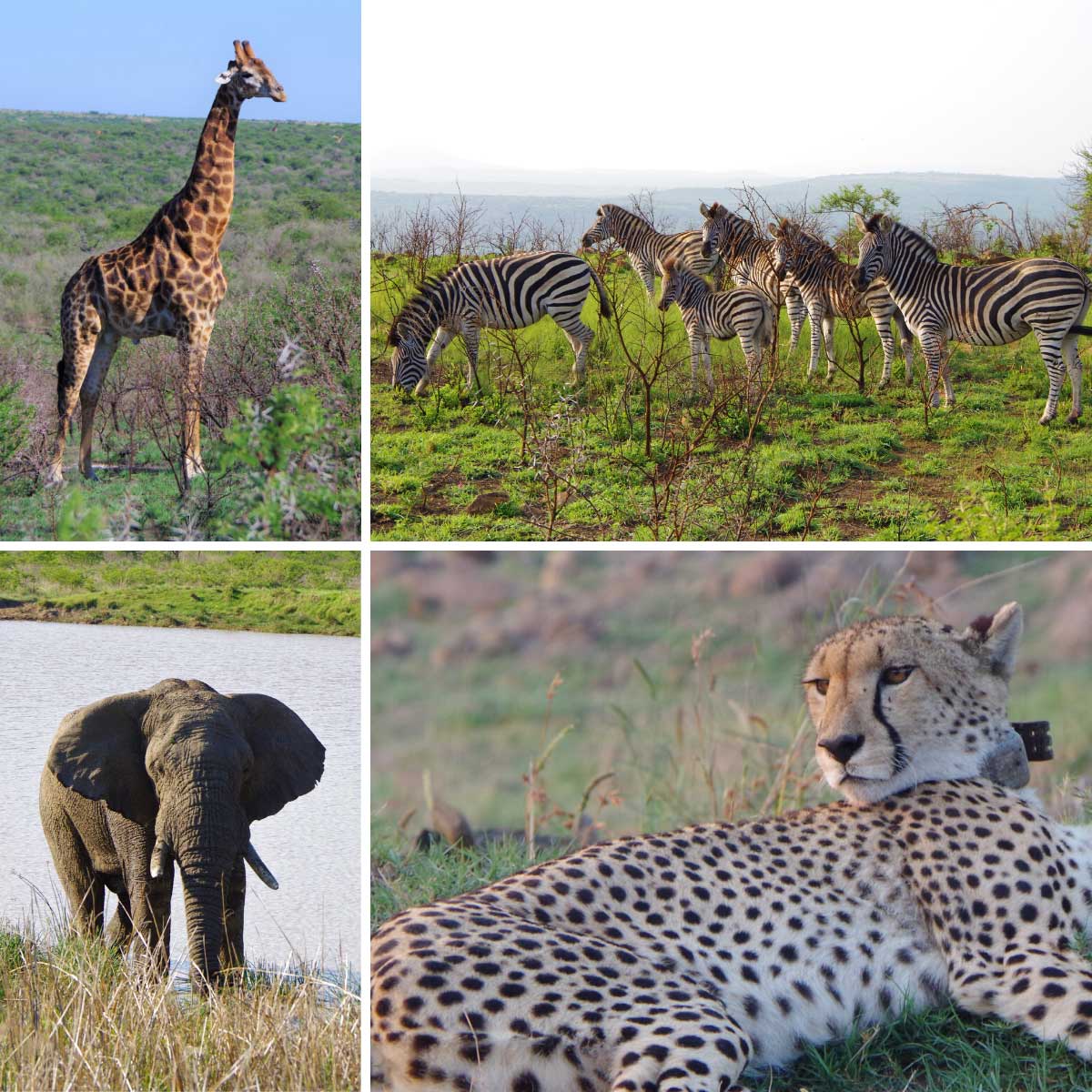 Le Big Five en Afrique du Sud - safari avec Subocea