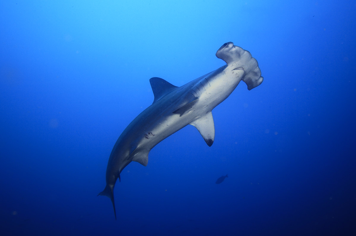 Le requin marteau en Egypte