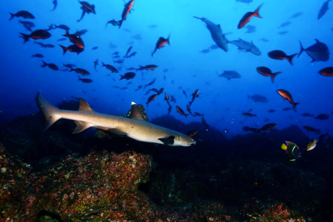 Requin en plongée ile Cocos Costa Rica