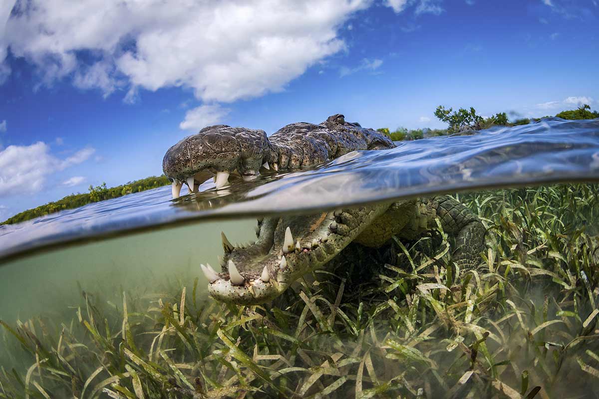 plonger_crocodiles_Cuba